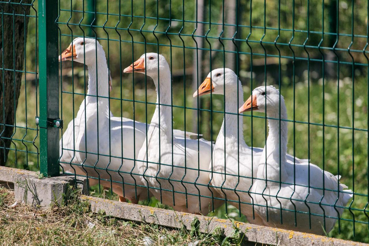 Prazdninovy Dom Eliska*** Villa Rajecka Lesna Dış mekan fotoğraf